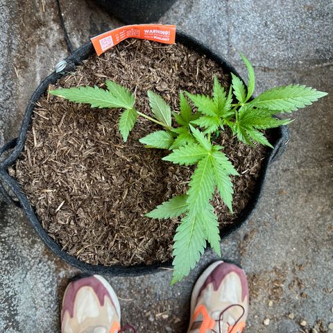 Mimosa  growlog timeline photo
