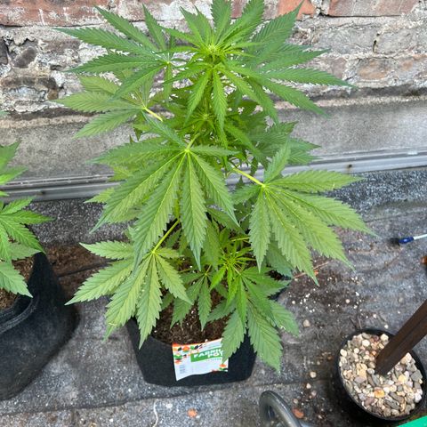 Royal Cookies auto growlog timeline photo