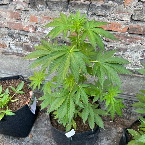 Royal critical growlog timeline photo
