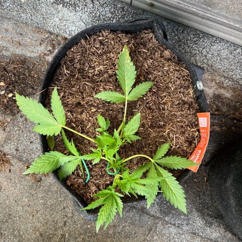 Mimosa  growlog timeline photo