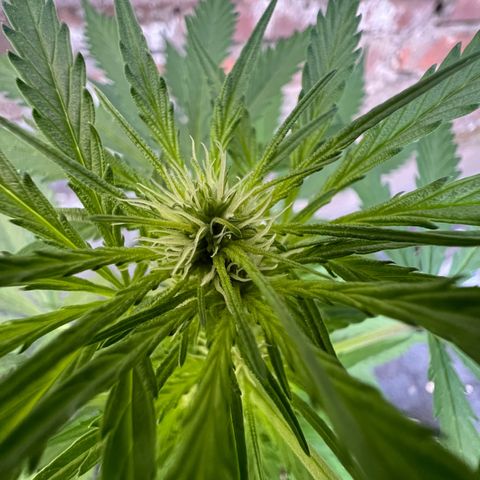 Royal Cookies auto growlog timeline photo