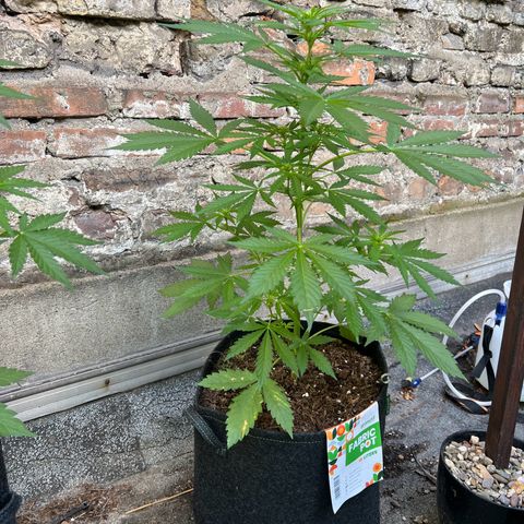 Royal Cookies auto growlog timeline photo