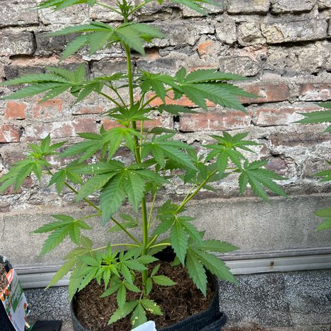 Royal critical growlog timeline photo