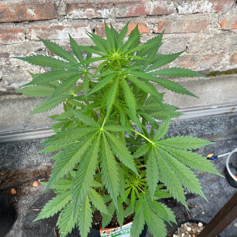 Royal critical growlog timeline photo