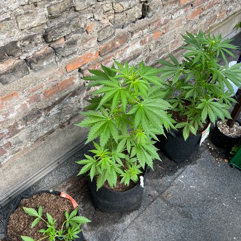 Royal critical growlog timeline photo