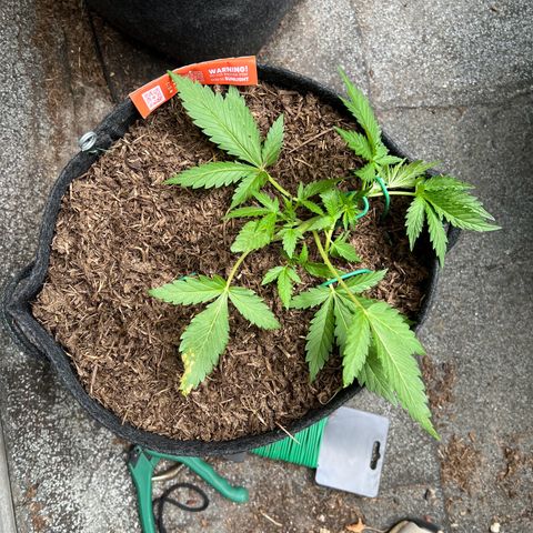 Mimosa  growlog timeline photo