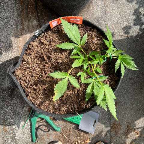 Mimosa  growlog timeline photo