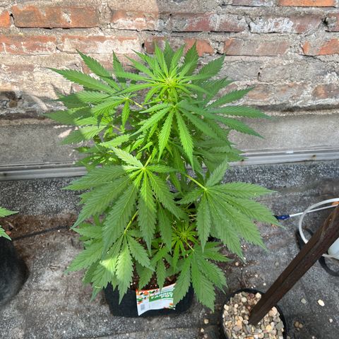 Royal Cookies auto growlog timeline photo