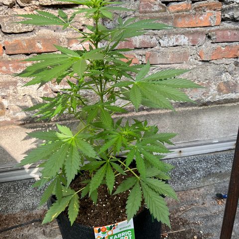 Royal Cookies auto growlog timeline photo