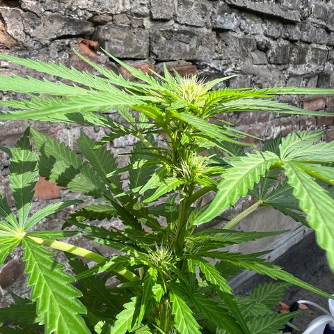 Royal Cookies auto growlog timeline photo