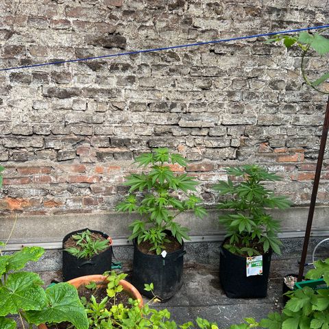 Royal critical growlog timeline photo