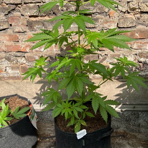Royal critical growlog timeline photo