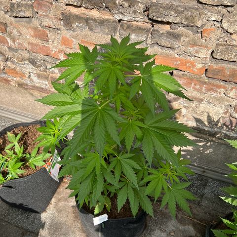 Royal critical growlog timeline photo