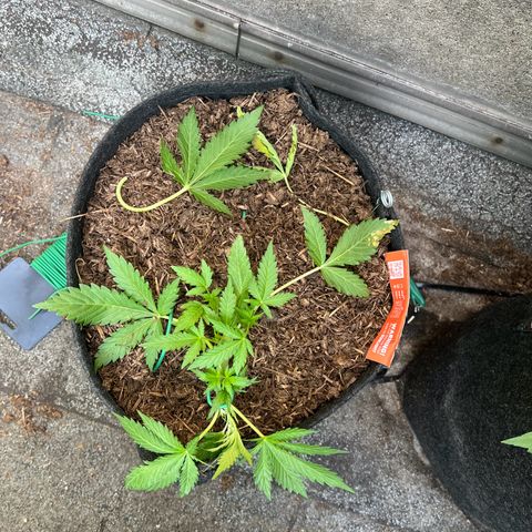 Mimosa  growlog timeline photo