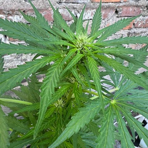 Royal Cookies auto growlog timeline photo