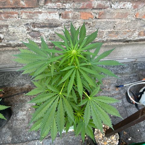 Royal Cookies auto growlog timeline photo