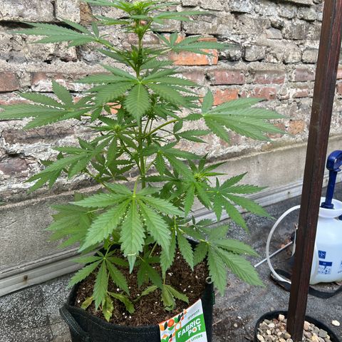 Royal Cookies auto growlog timeline photo