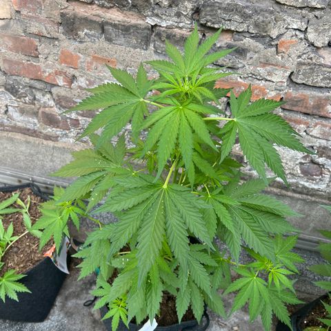 Royal critical growlog timeline photo