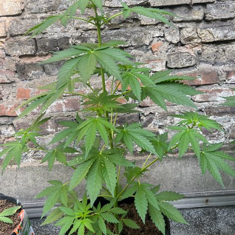 Royal critical growlog timeline photo