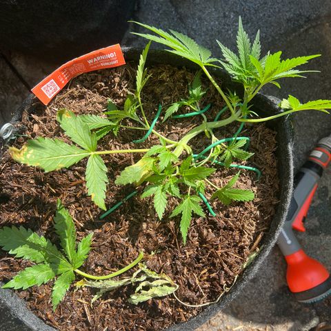 Mimosa  growlog timeline photo