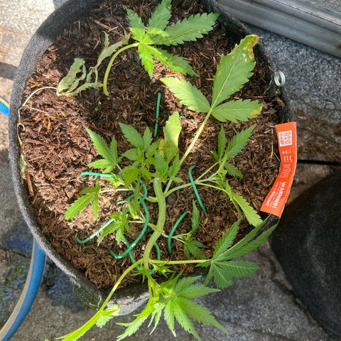 Mimosa  growlog timeline photo