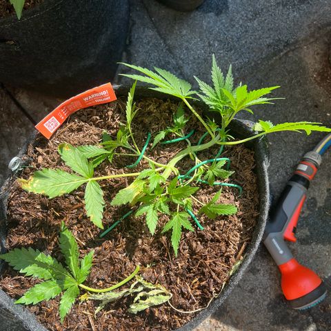 Mimosa  growlog timeline photo
