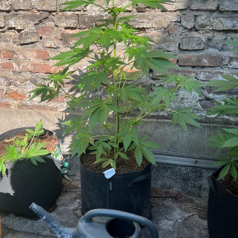 Royal critical growlog timeline photo