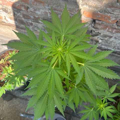 Royal critical growlog timeline photo