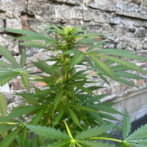 Royal Cookies auto growlog timeline photo