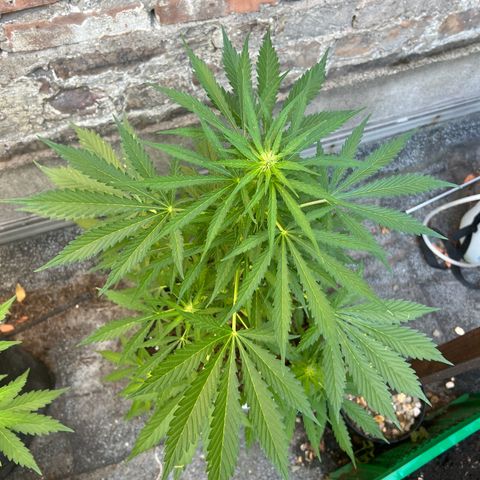 Royal Cookies auto growlog timeline photo