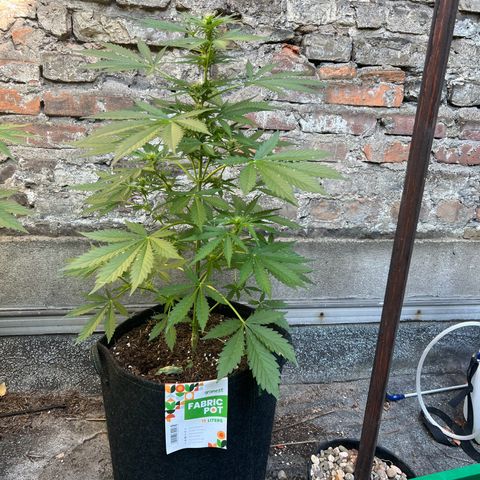 Royal Cookies auto growlog timeline photo