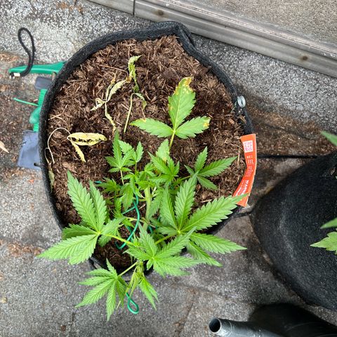Mimosa  growlog photo: Vorblüte 