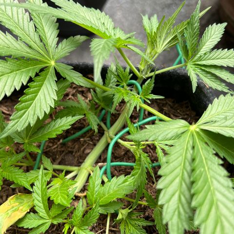 Mimosa  growlog photo: Vorblüte 