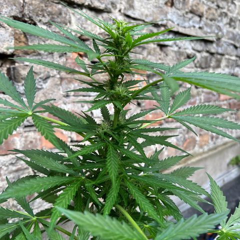 Royal Cookies auto growlog timeline photo