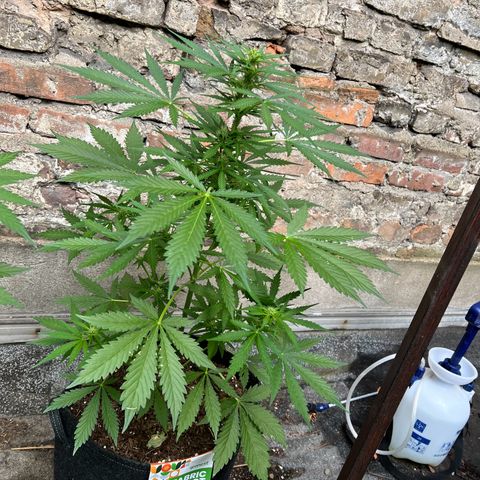 Royal Cookies auto growlog timeline photo