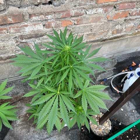 Royal Cookies auto growlog timeline photo