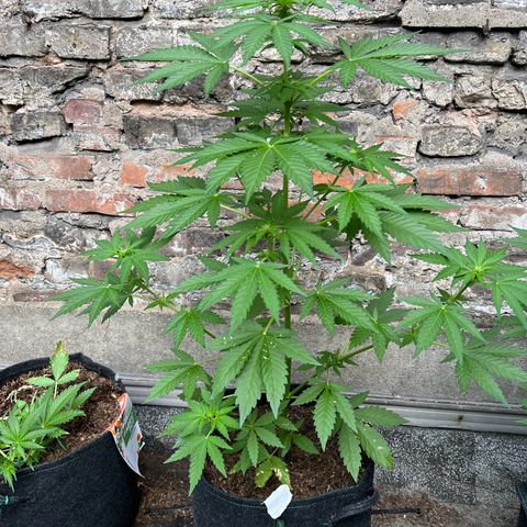 Royal critical growlog timeline photo