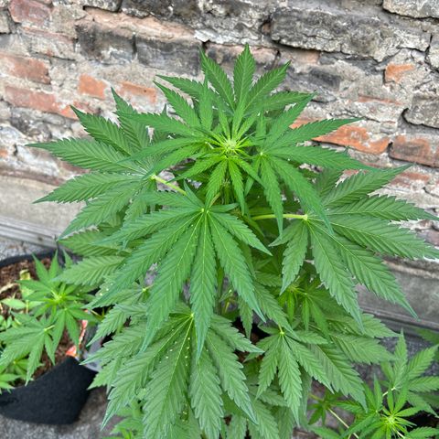 Royal critical growlog timeline photo
