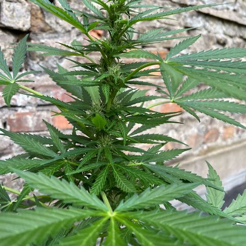 Royal Cookies auto growlog timeline photo