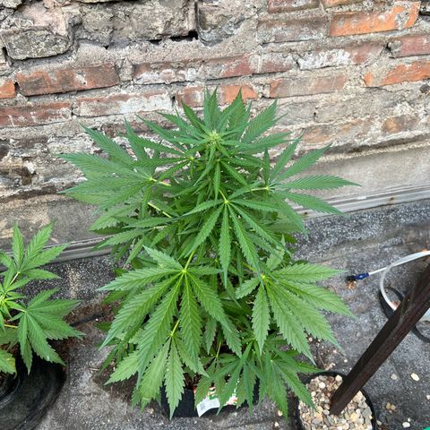 Royal Cookies auto growlog timeline photo