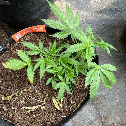 Mimosa  growlog timeline photo