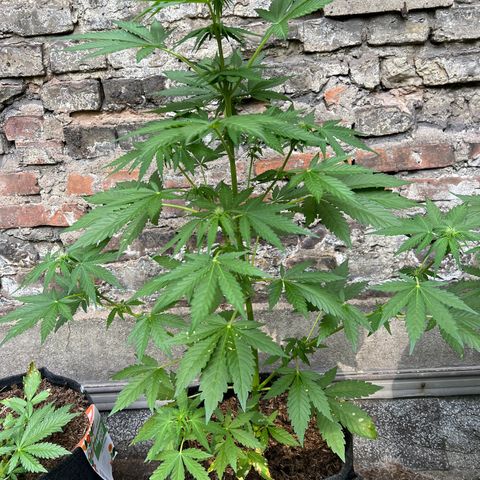 Royal critical growlog timeline photo