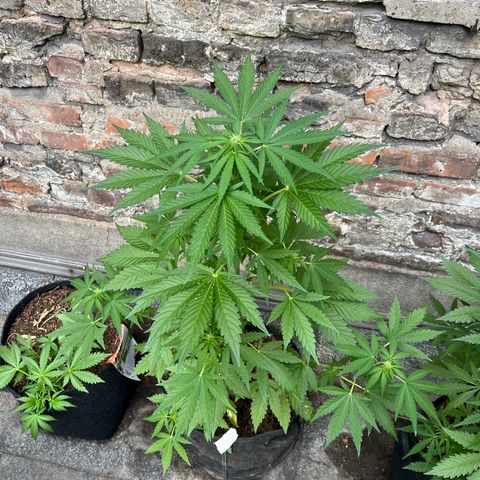 Royal critical growlog timeline photo