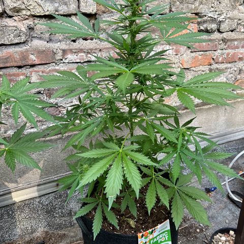 Royal Cookies auto growlog timeline photo