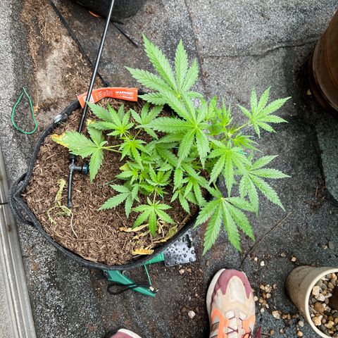 Mimosa  growlog photo: Ab jetzt 1 Woche im urli, automatische Bewässerung auf alle 24h 30min