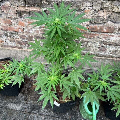 Royal critical growlog photo: Ab jetzt 1 Woche im urli, automatische Bewässerung auf alle 24h 30min