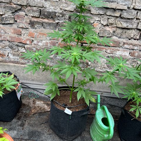 Royal critical growlog photo: Ab jetzt 1 Woche im urli, automatische Bewässerung auf alle 24h 30min