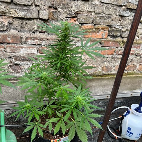 Royal Cookies auto growlog photo: Ab jetzt 1 Woche im urli, automatische Bewässerung auf alle 24h 30min