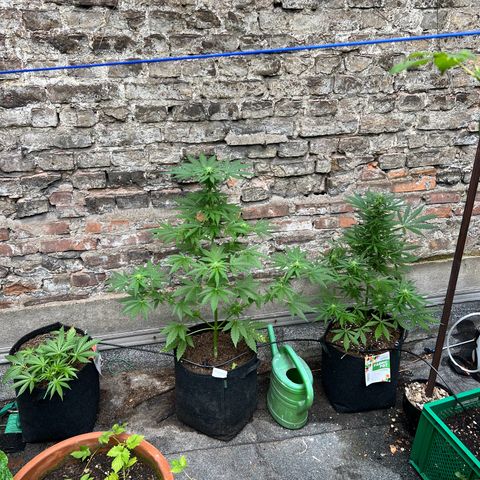 Royal Cookies auto growlog photo: Ab jetzt 1 Woche im urli, automatische Bewässerung auf alle 24h 30min