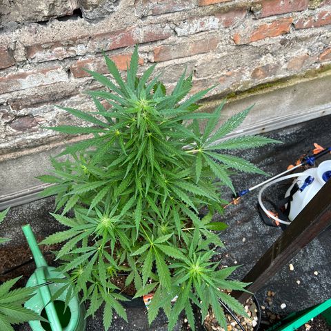 Royal Cookies auto growlog photo: Ab jetzt 1 Woche im urli, automatische Bewässerung auf alle 24h 30min